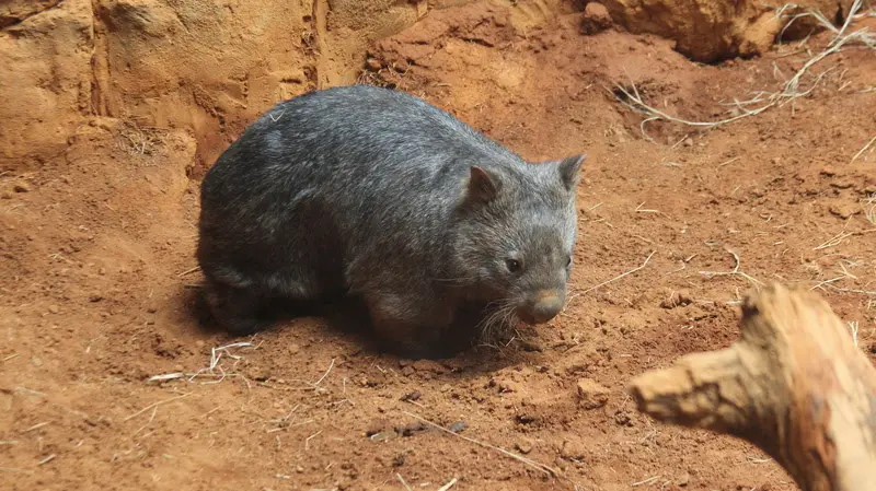 Wombat fêmea chega ao Aquário de São Paulo