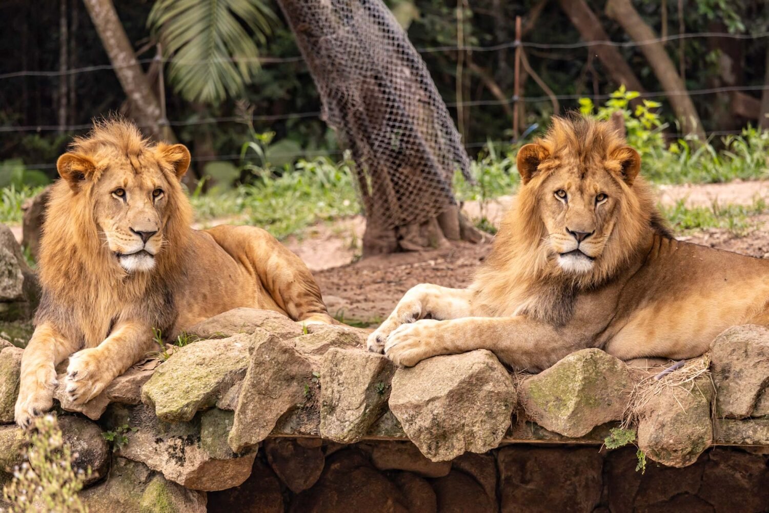 Contato com a natureza marca roteiro de férias no Zoo São Paulo, Simba Safari e Jardim Botânico