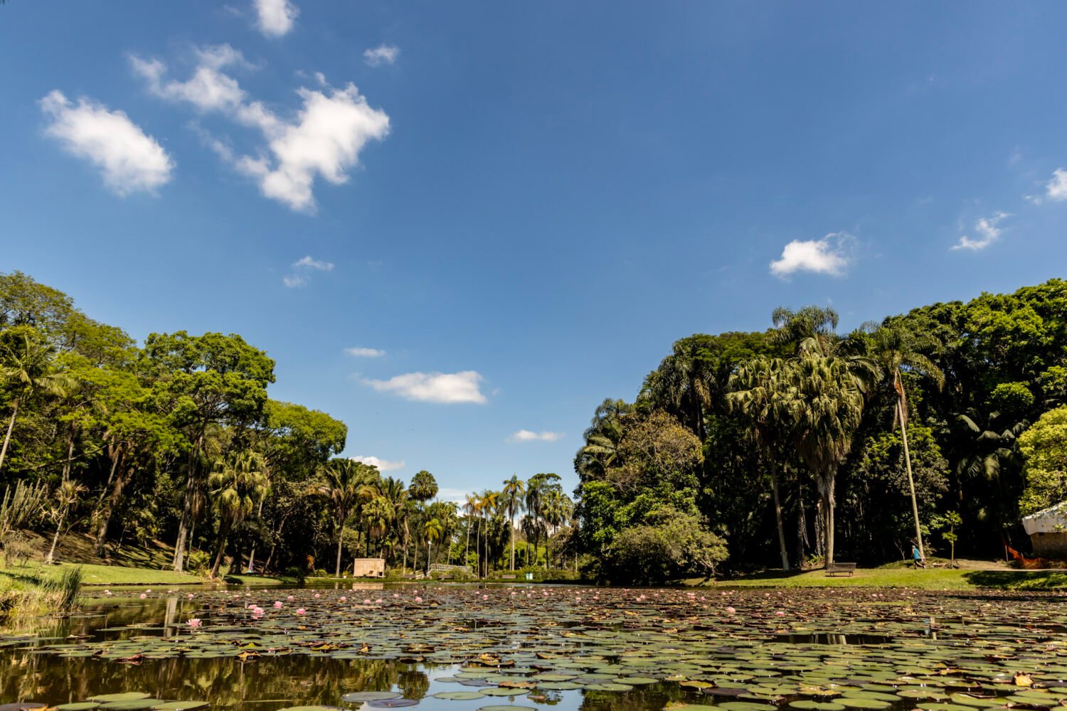 Lago das Ninféias no Jardim Botânico de SP