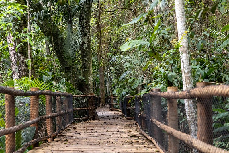 Trilha suspensa na Mata Atlântica do Jardim Botânico de São Paulo